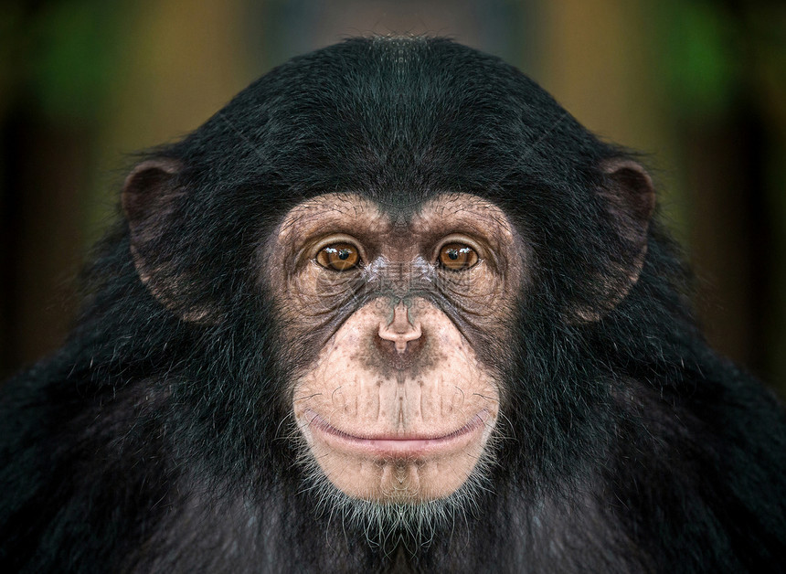 黑猩猩的脸图片