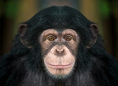 黑猩猩的脸背景图片