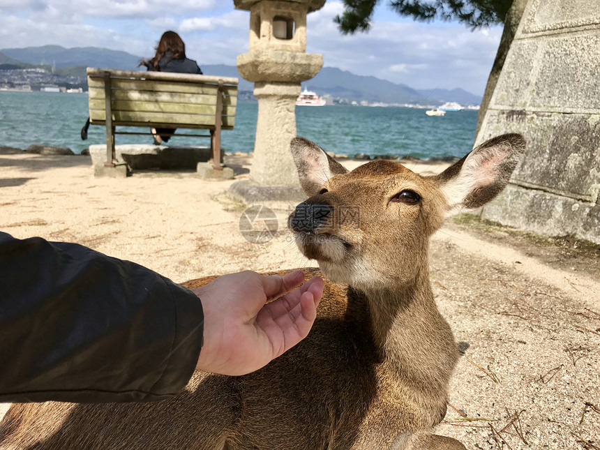 宫岛的鹿广岛图片