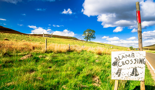 苏格兰高地草上的羊肉景观图片