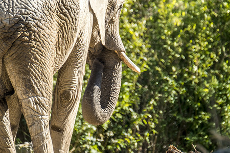 非洲大象在自然界中的高清图片
