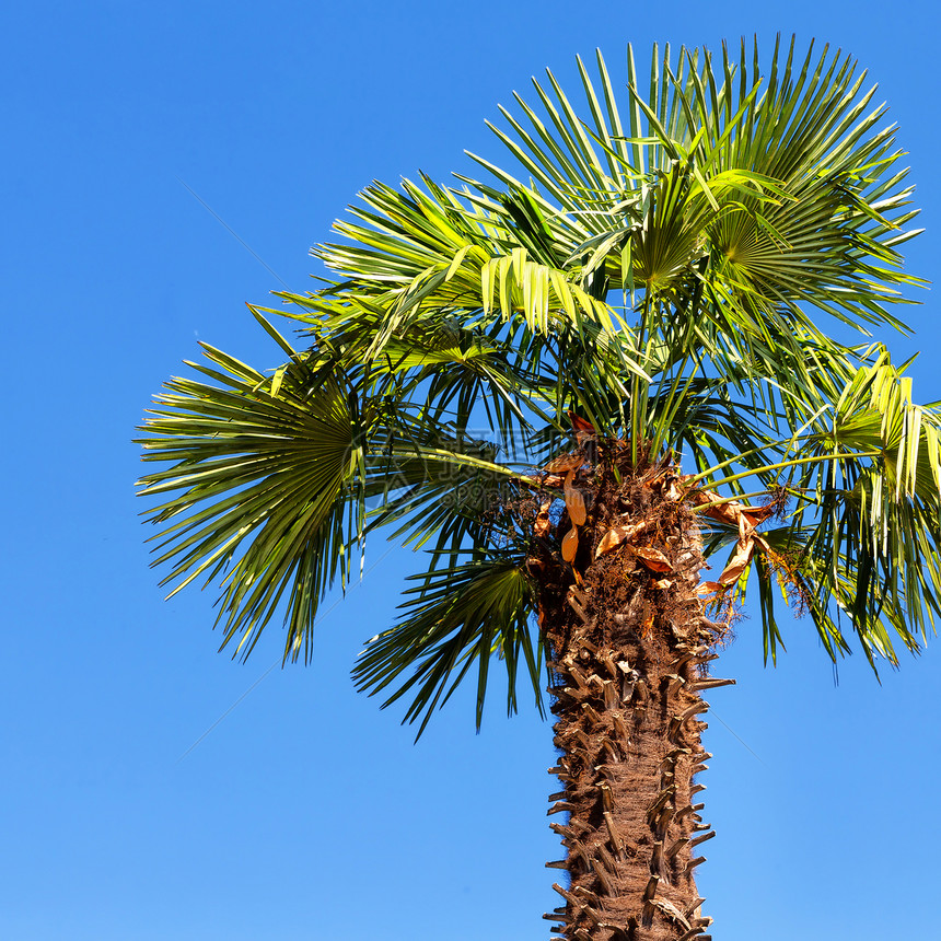 在澳大利亚晴朗的天空中的棕榈枝图片