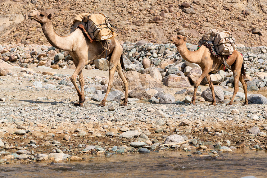 在古老干河中的达纳基尔非洲经济区骆驼群和矿盐在山谷图片
