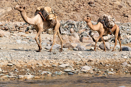 在古老干河中的达纳基尔非洲经济区骆驼群和矿盐在山谷背景图片