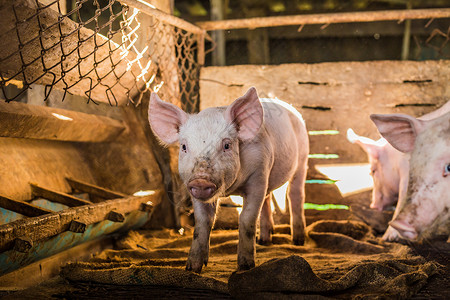传统养猪场脏猪的畜牧业图片