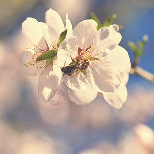 一棵开花的美丽树图片