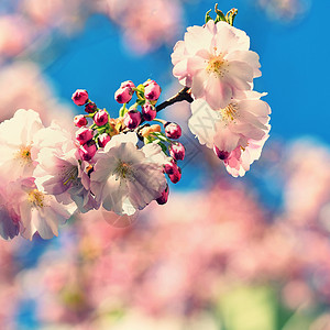 春天开花背景美丽的自然风光与盛开的树和太阳晴天春天的花朵在春天的图片