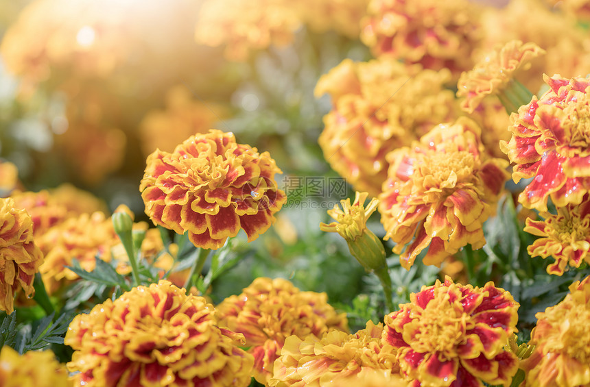 美丽的花朵阳光明花背景概念和图片