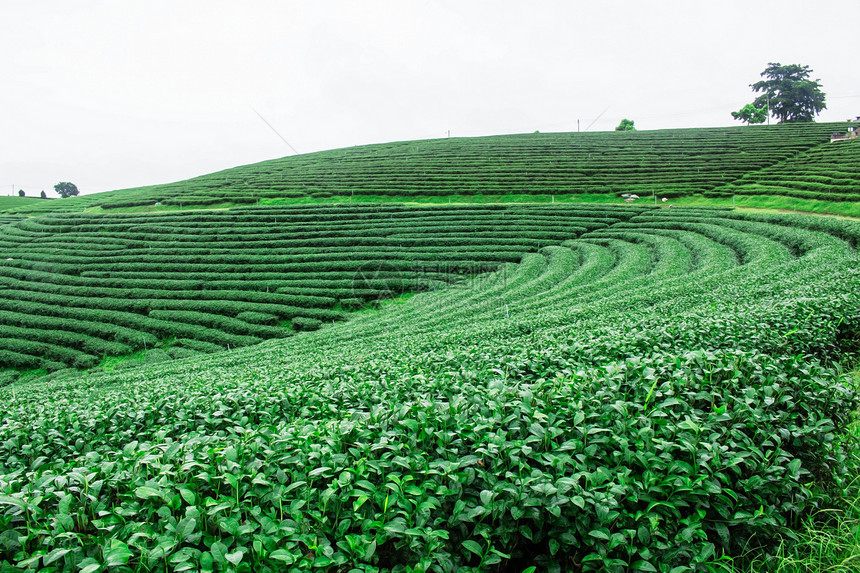 绿茶种植园在雨季有白色的天图片