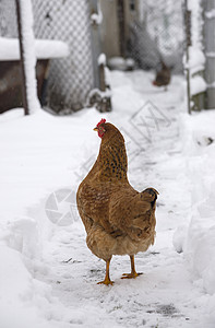 小鸡在雪地上行走图片