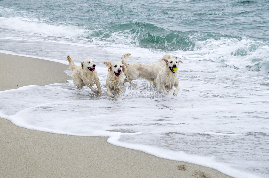 四只金毛猎犬在海边与bal玩耍图片