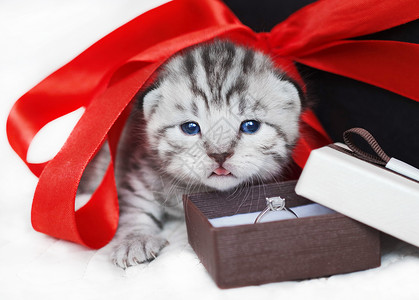 带戒指和红丝带的小猫礼品盒小猫求婚首饰戒指婚图片