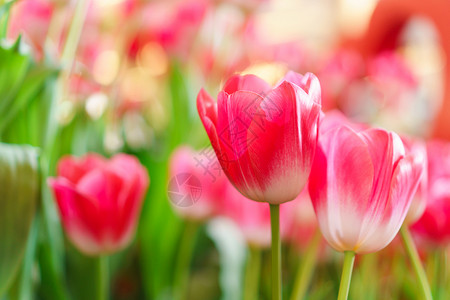 美丽的红色郁金香花卉背景图片