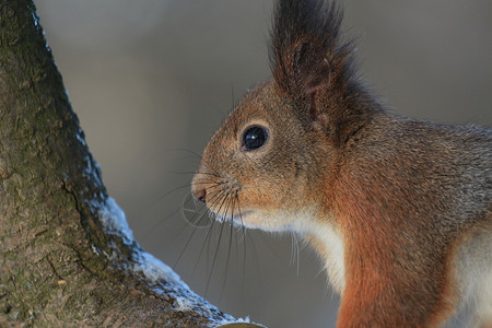 冬季公园树上的松鼠图片