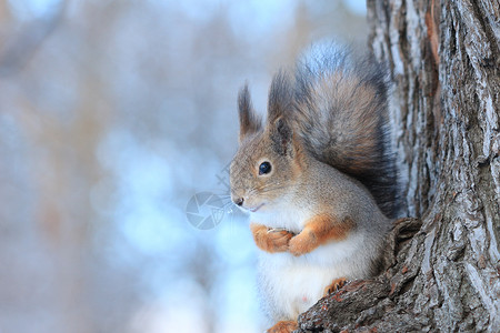 冬季公园树上的松鼠图片
