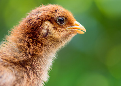 家禽场的小鸡可爱的小新生棕色小鸡在绿色背景在养鸡场新孵化的图片