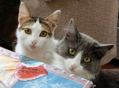 两只猫坐在一张空桌子旁背景图片
