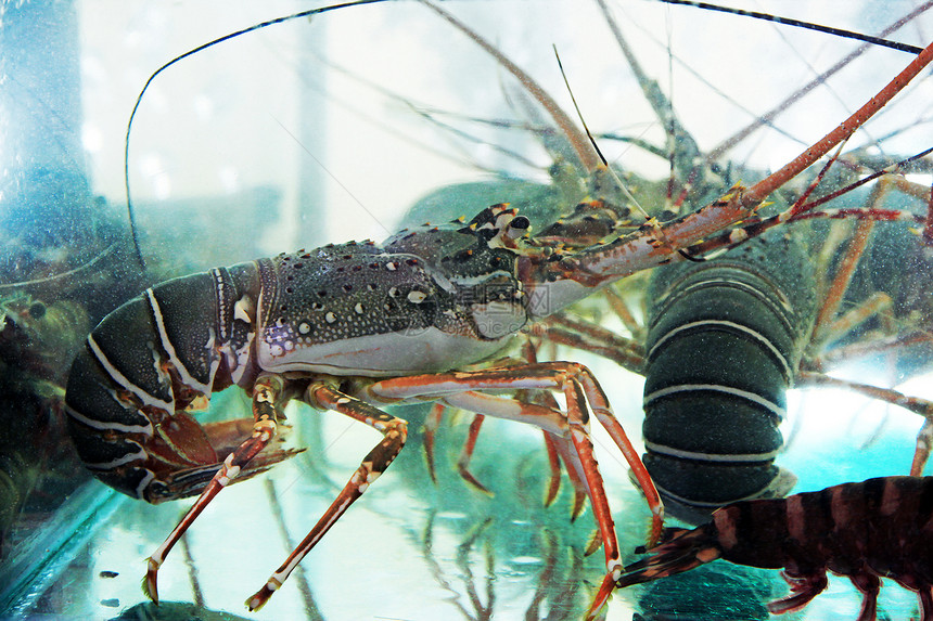 海鲜市场水族馆内的活龙虾图片