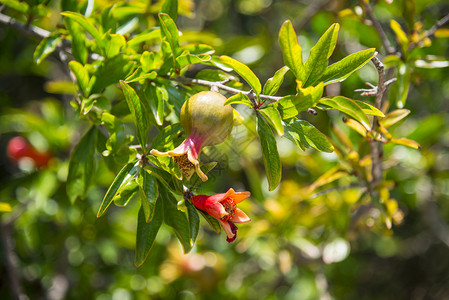 西班牙石榴树上的鲜花和果实图片