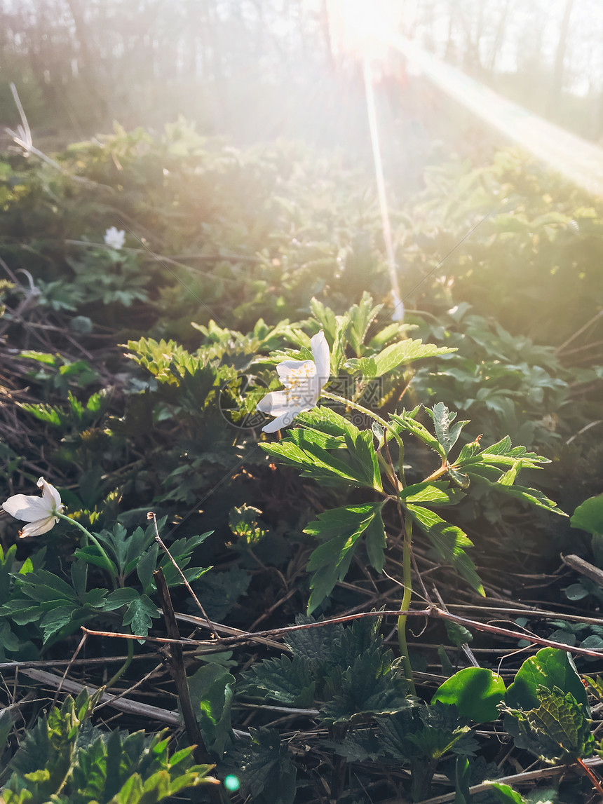 美丽盛开的海葵在傍晚公园的夕阳中绽放第一朵春天的花朵春天在树林里的阳光下绽放着娇嫩的花朵你好图片