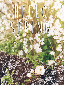 你好春天的文字标志在傍晚公园的夕阳下美丽盛开的花朵春天阳光下毛衣图片