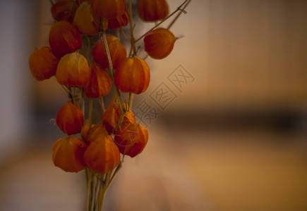 橙色干花的视图秋季图片