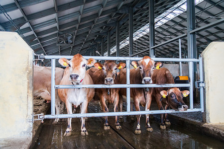 奶牛养殖场生产凝乳奶酪背景图片
