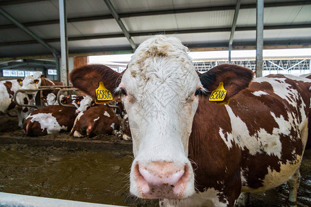 奶牛养殖场生产牛奶凝乳奶酪背景图片