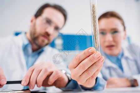 穿着白大褂的科学研究人员在实验室工作场所看带小麦的烧瓶图片