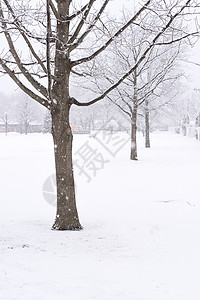 冬天大雪下的树枝图片