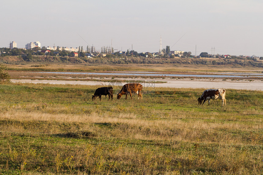 牛群在夏季草原放牧牛群图片