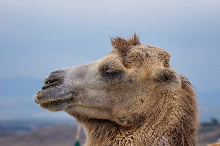 一只驼峰骆驼反刍的肖像图片