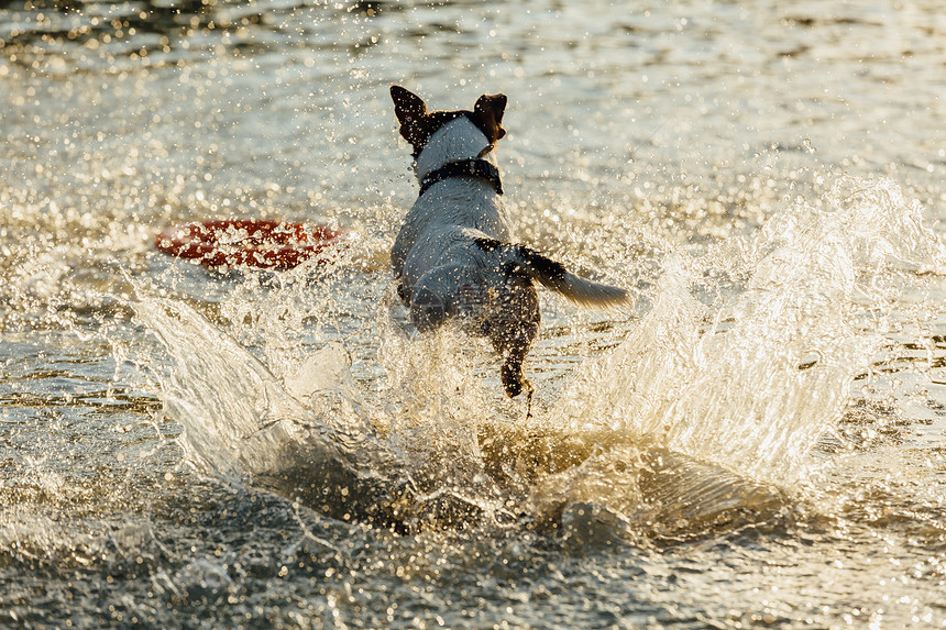 JackRussellTerrier的后视镜在浅图片