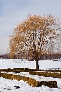 雪下公园里的大树图片