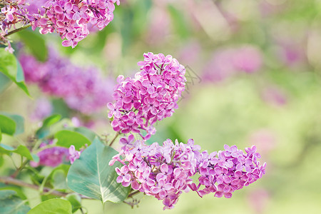 春天的花朵盛开的丁香花图片