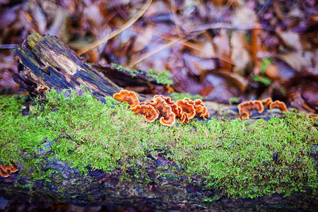 龙芝蘑菇或长崎蘑菇照片树干上的背景图片