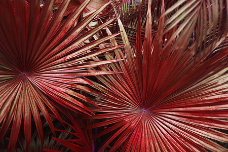关闭红色热带大棕榈叶在异国情调的泰国景观假期外国背景夏季植物或自然图片