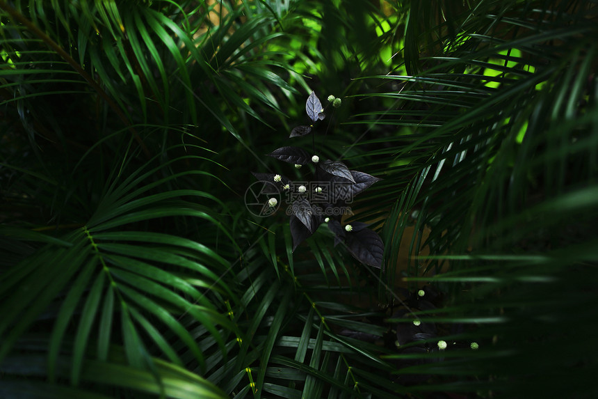 泰国绿色棕榈叶植物和花朵的奇异黑暗深色地缘图片