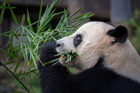 熊猫吃竹叶图片