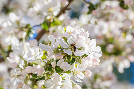 春天苹果树上的蜜蜂图片