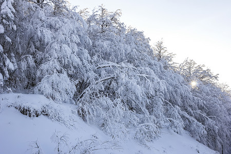 雪中仙女的冬天森林冬天美丽的图片