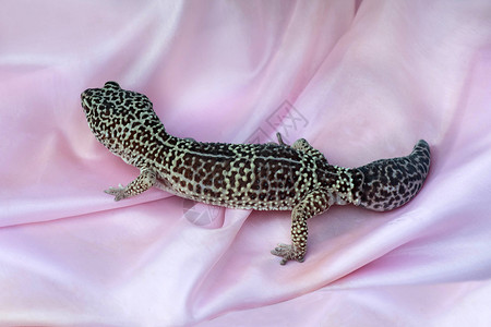粉色鱼织物上的豹状壁虎Eublepharis图片