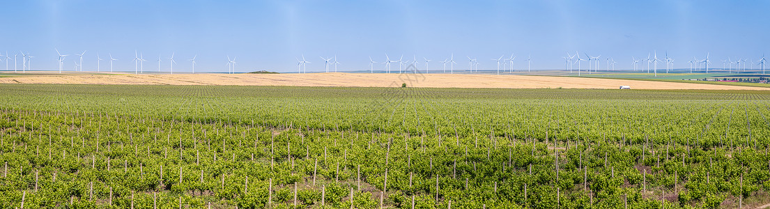 后面的夏季风景中带生态葡萄排和风力涡轮图片