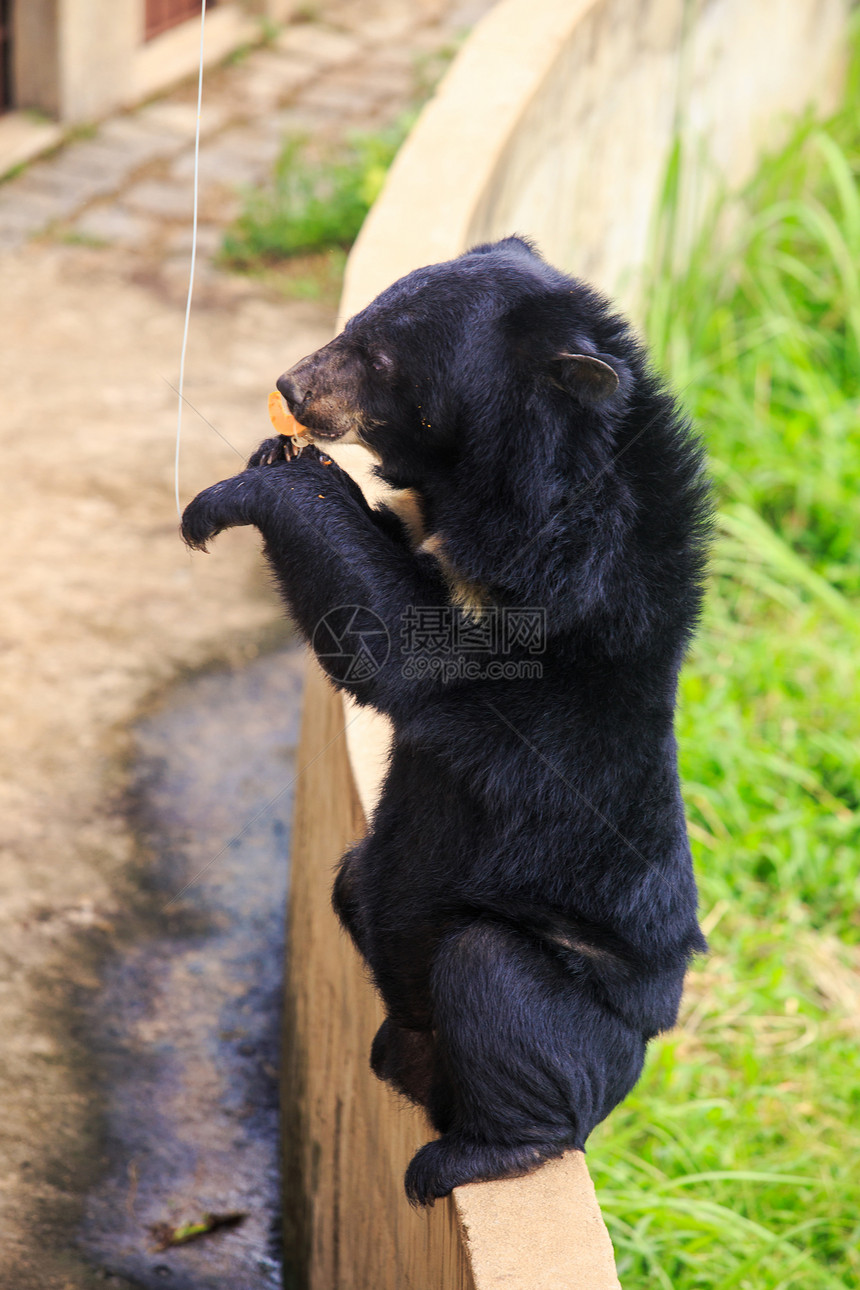 特写大黑熊坐在障碍物的后爪上图片