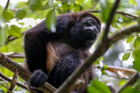 哥斯达黎加树上的黑猴背景图片