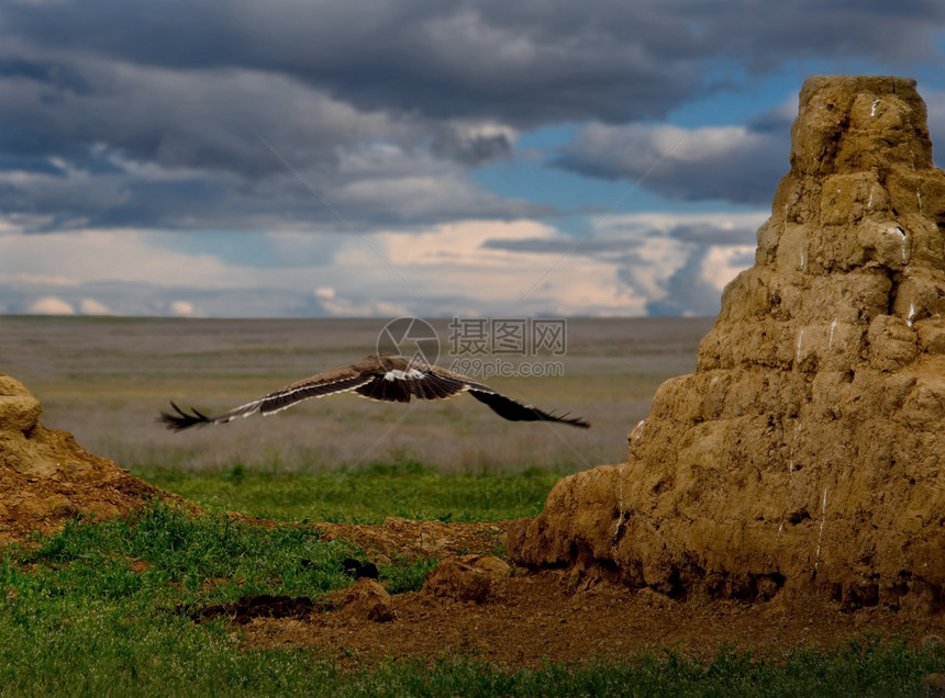 西哈萨克斯坦掠夺鹰发现很难在无尽和绝对平坦的草图片
