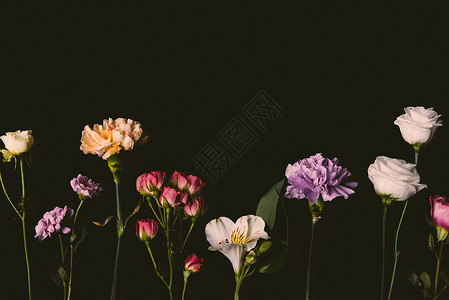 美丽的美丽优雅的花朵鲜花在图片