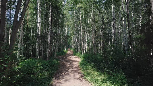 阳光穿过白桦林的树木夹子夏天穿过桦树林的小路背景图片