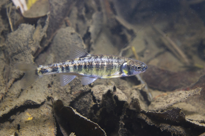 准备在小溪中产卵的普通鲦鱼phoxinusphoxinus的水下摄影美丽的小鱼特写照片野生自然中的水下摄影图片