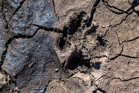用鬣狗的足迹在公园关闭泥泞的表面图片